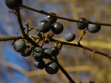 Sloe berries © Mike Waite