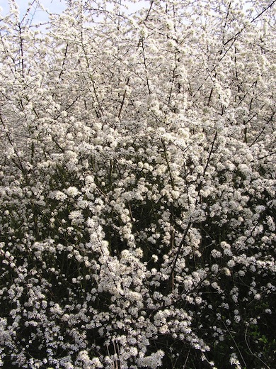 Blackthorn in blossum © Mike Waite