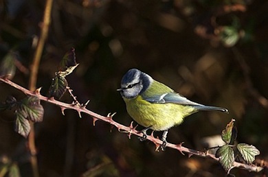 Blue tit © Jason Gallier