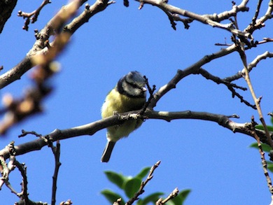Blue tit © Susy Hogarth