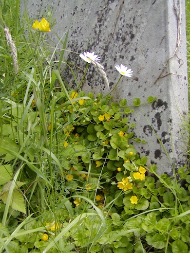 Creeping-jenny © London Wildlife Trust