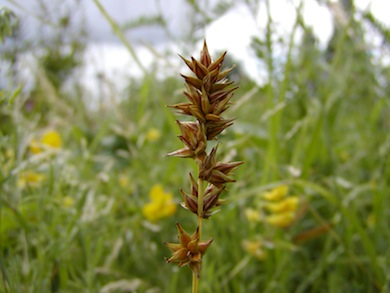 Spiked sedge © London Wildlife Trust