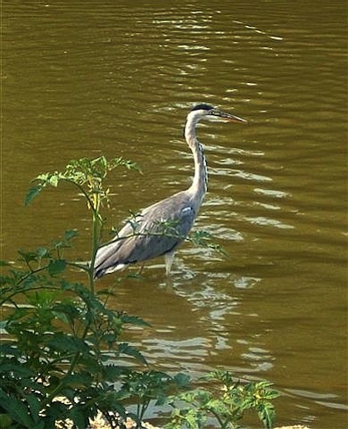 Grey heron © Susy Hogarth