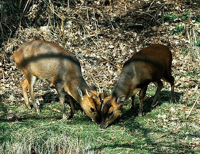 Muntjac deer feeding © Andy Purcell/CEC