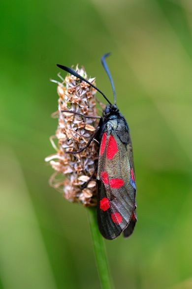 Six-spot burnet moth © Jason Gallier