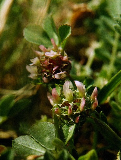 Clustered clover © Mike Waite