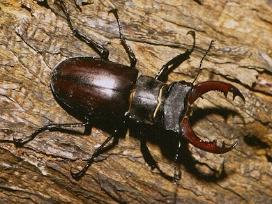 Stag beetle © Tony Drakeford
