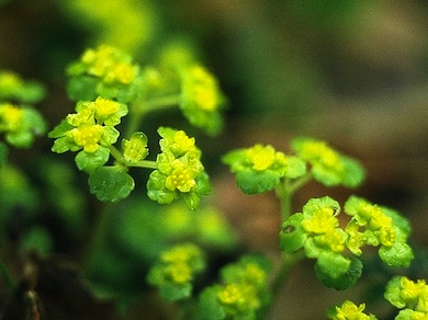 Opposite-leaved golden-saxifrage © Mike Waite