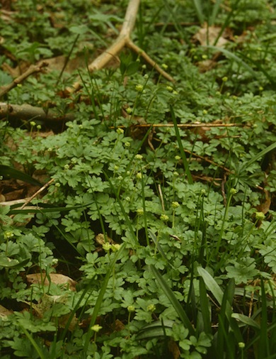 Moschatel © Mike Waite