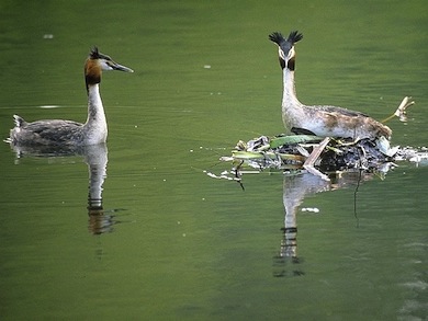 Nesting great crested grebes © Leo Batten