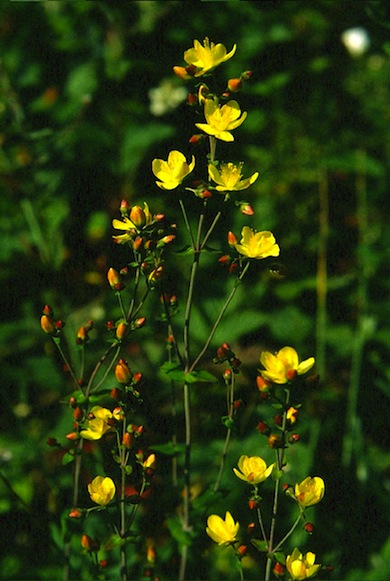 Slender St John's-wort © Mike Waite