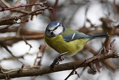 Blue tit © Jason Gallier