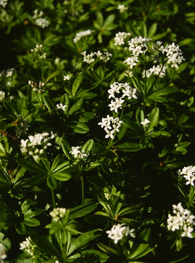 Woodruff © Mike Waite
