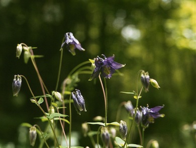 Columbine © Mike Waite