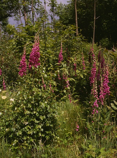 Foxgloves at Well Wood © Mike Waite