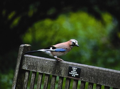 Jay on bench © Andy Fisher