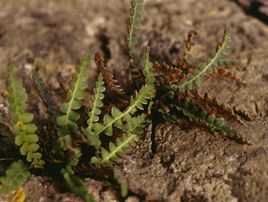 Rustyback fern © Mike Waite