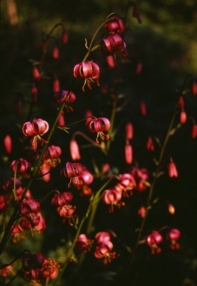 Martagon lily © Mike Waite