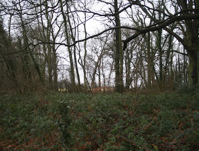 Woodland at Charm Wood © Ewa Prokop