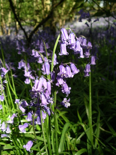 Bluebells © Jan Hewlett