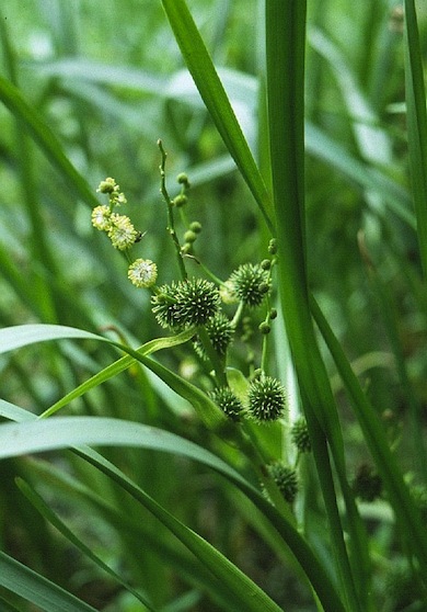 Branched bur-reed © Mike Waite