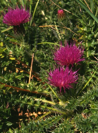 Dwarf thistle © Mike Waite
