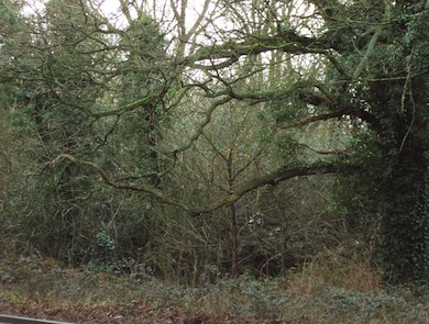 View of woodland at Farnborough Common © Ewa Prokop