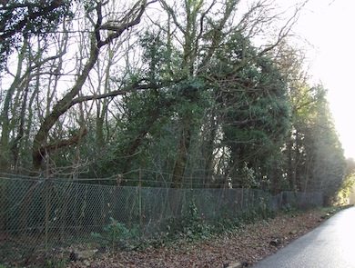 View of woodland at Kemnal Woodlands © Ewa Prokop