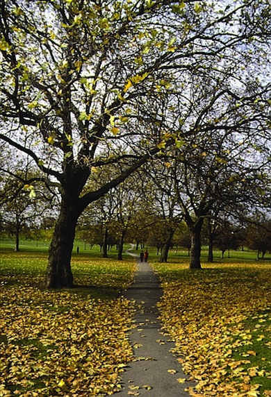 Autumnal view of Primrose Hill © Ian Yarham