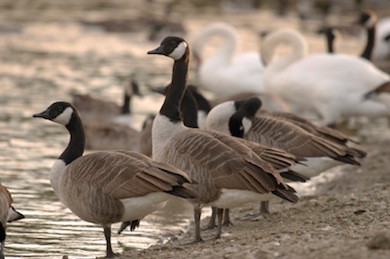 Canada geese © Jason Gallier