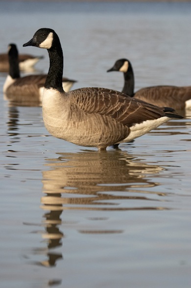 Canada goose © Jason Gallier
