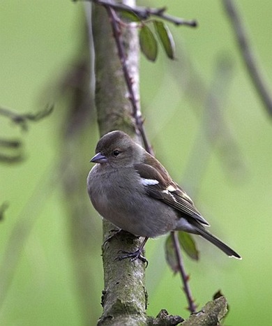 Female chaffinch © Jason Gallier