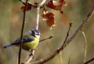 Blue tit © Paul Glendell/English Nature