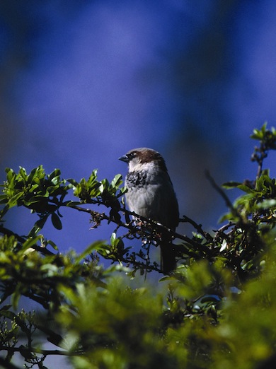 House sparrow © Andy Fisher