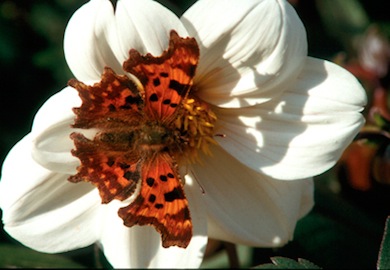 Comma butterfly © Jason Gallier