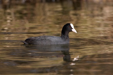 Coot © Jason Gallier