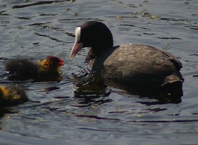 Coot with chicks © Mike Waite