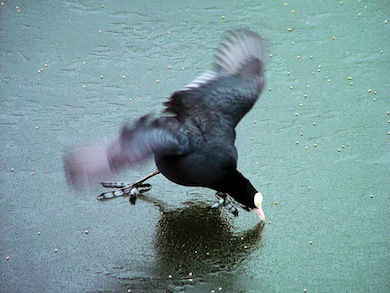 Coot ice-skating © Susy Hogarth