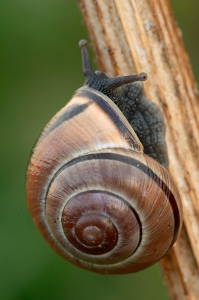 Snail © Jason Gallier
