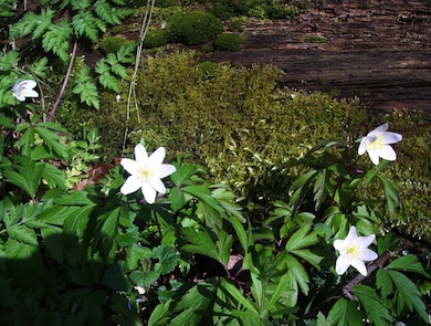 Wood anemone © Denis Vickers