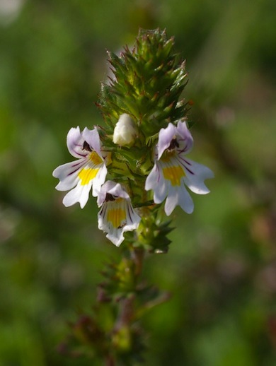 Chalk eyebright © Mike Waite