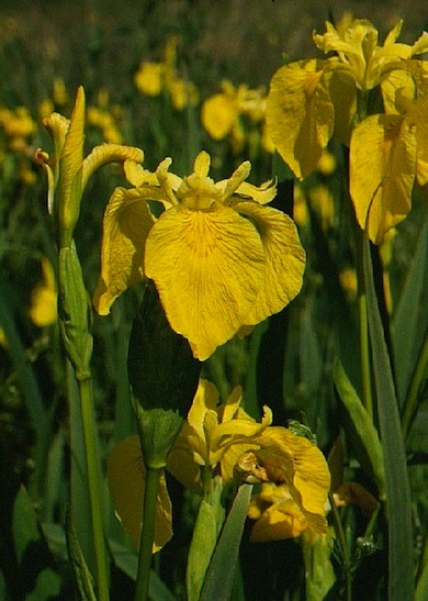 Yellow flag irises © Mike Waite