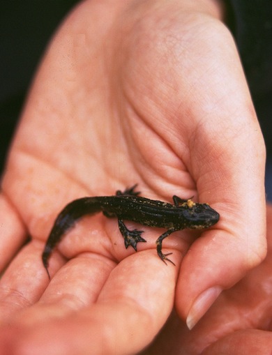 Palmate newt © Mike Waite