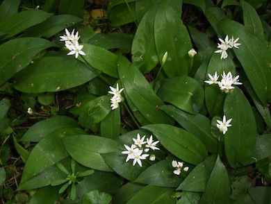 Ramsons © Denis Vickers