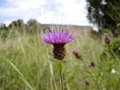 Common knapweed © London Wildlife Trust