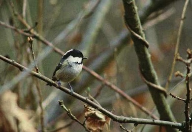 Coal tit © Paul Glendell/English Nature