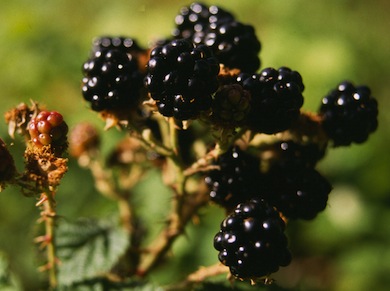Blackberries © Mike Waite