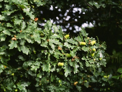Oak leaves and acorns © Mike Waite