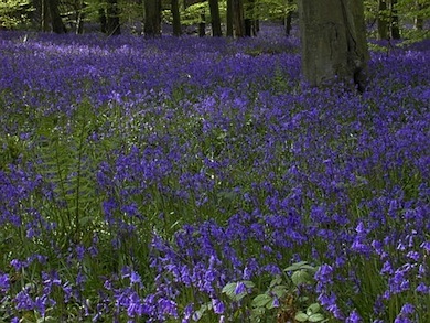 Bluebells © Meg Game