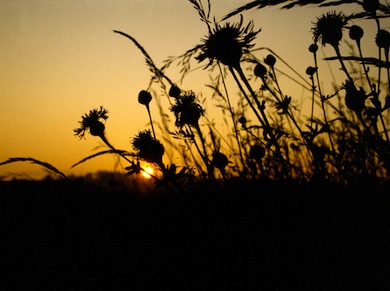 Chalk flora sunset © Mike Waite